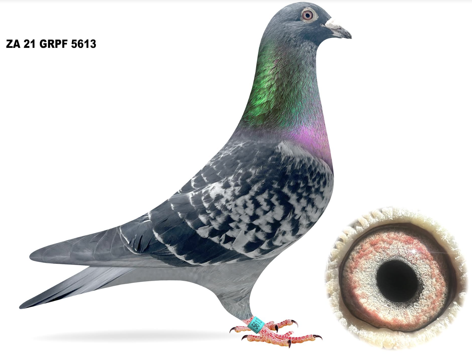ZA 5613 - Douw Steyn Racing Pigeons