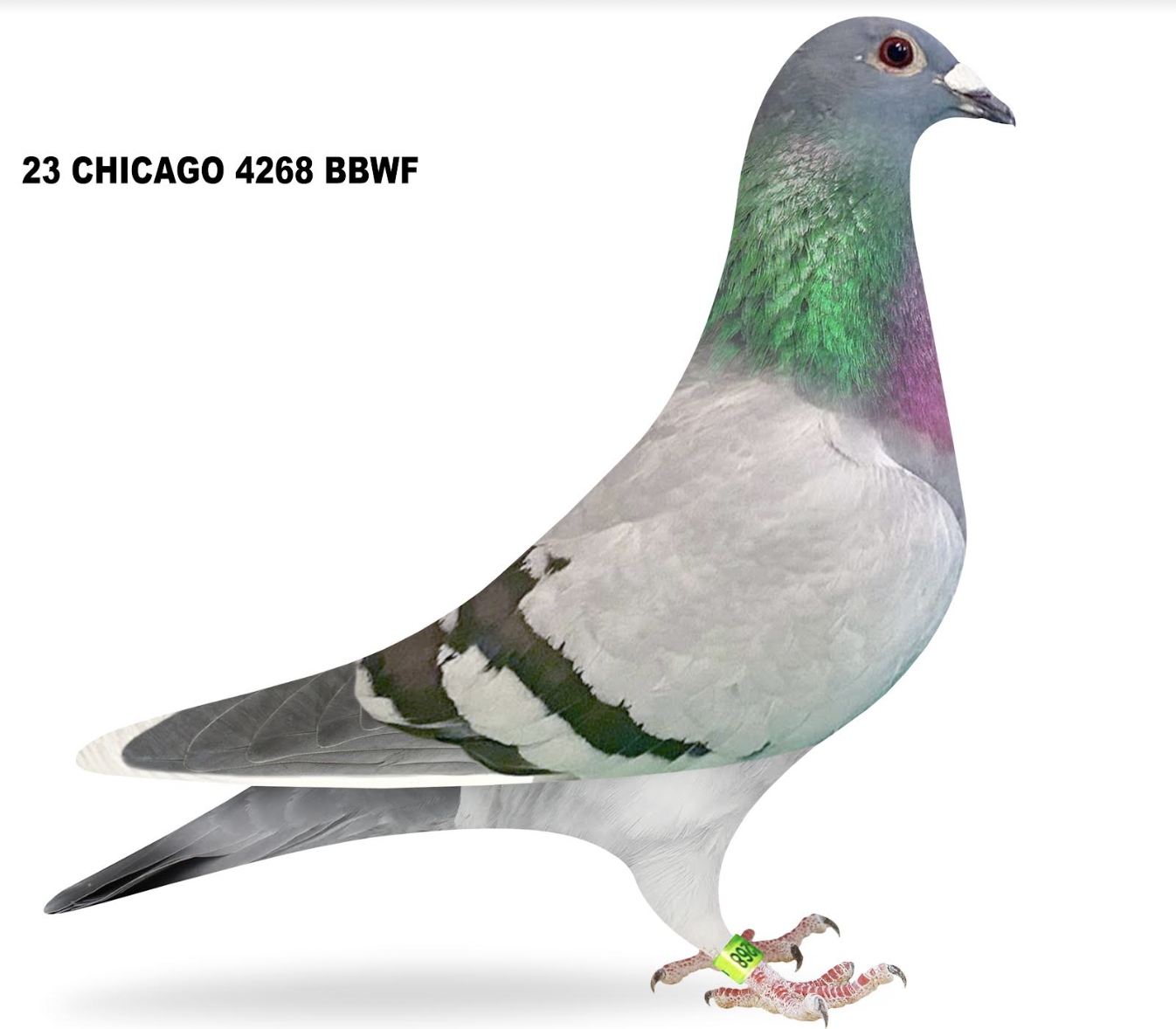 CHICAGO 4268 - Pedigree to Come