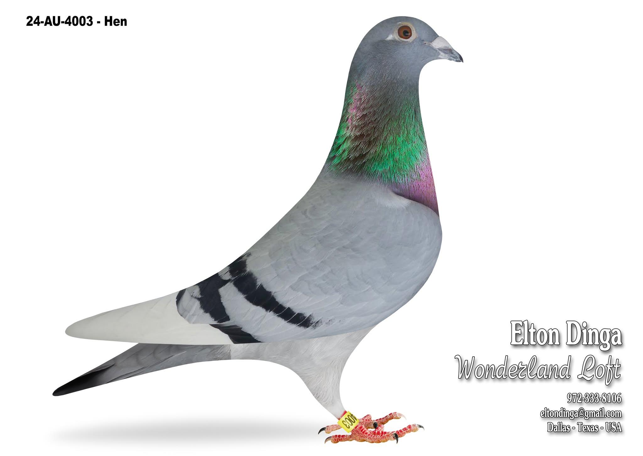 4003, Inbred 348 Baldwin - raced at Blue Bucket, 4003 Hen