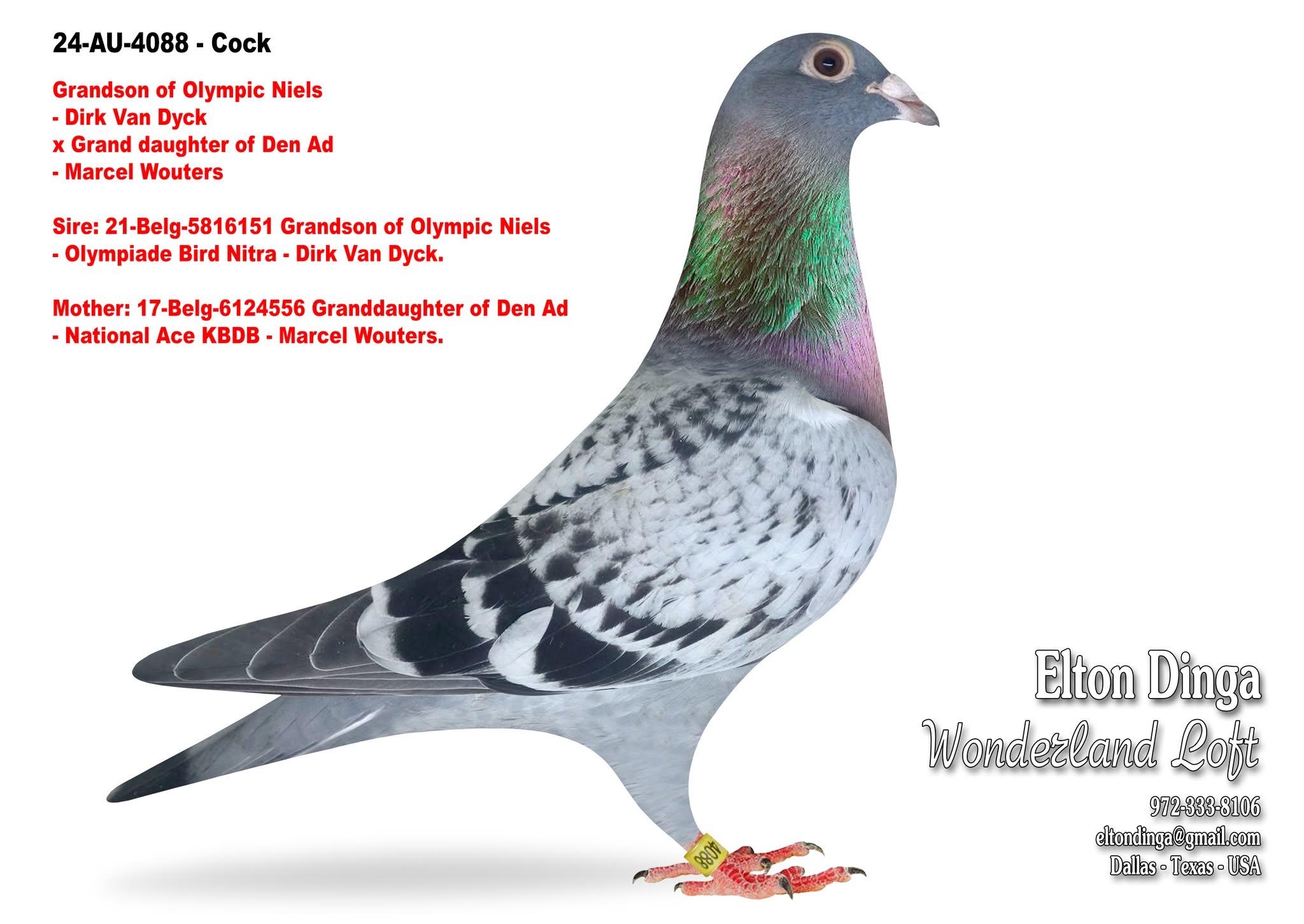 4088, Dirk Van Dyck - Gr. Son Olympic Niels x Gr. D. of Den Ad - Marcel Wouters 4088 Cock