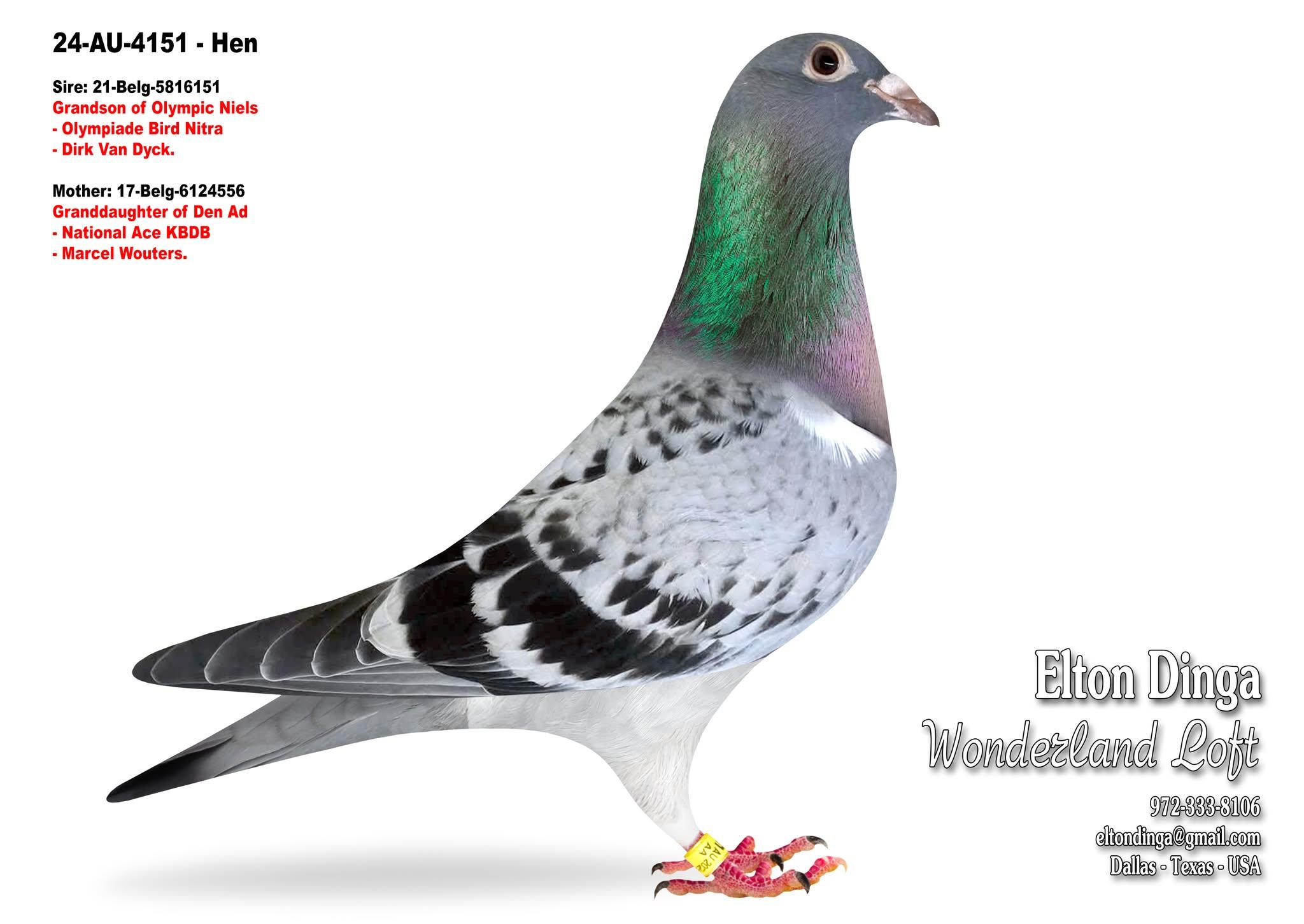 4151, Dirk Van Dyck - Gr. Son Olympic Niels x Gr. D. of Den Ad - Marcel Wouters 4151 Hen