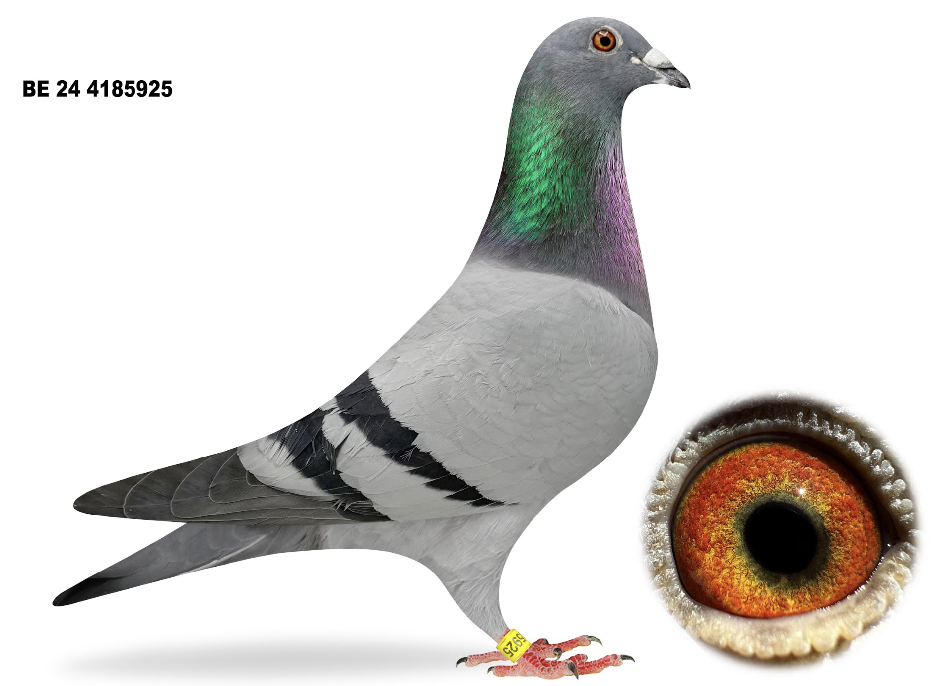 BE 4185925 Olympic Kittel Dr No!