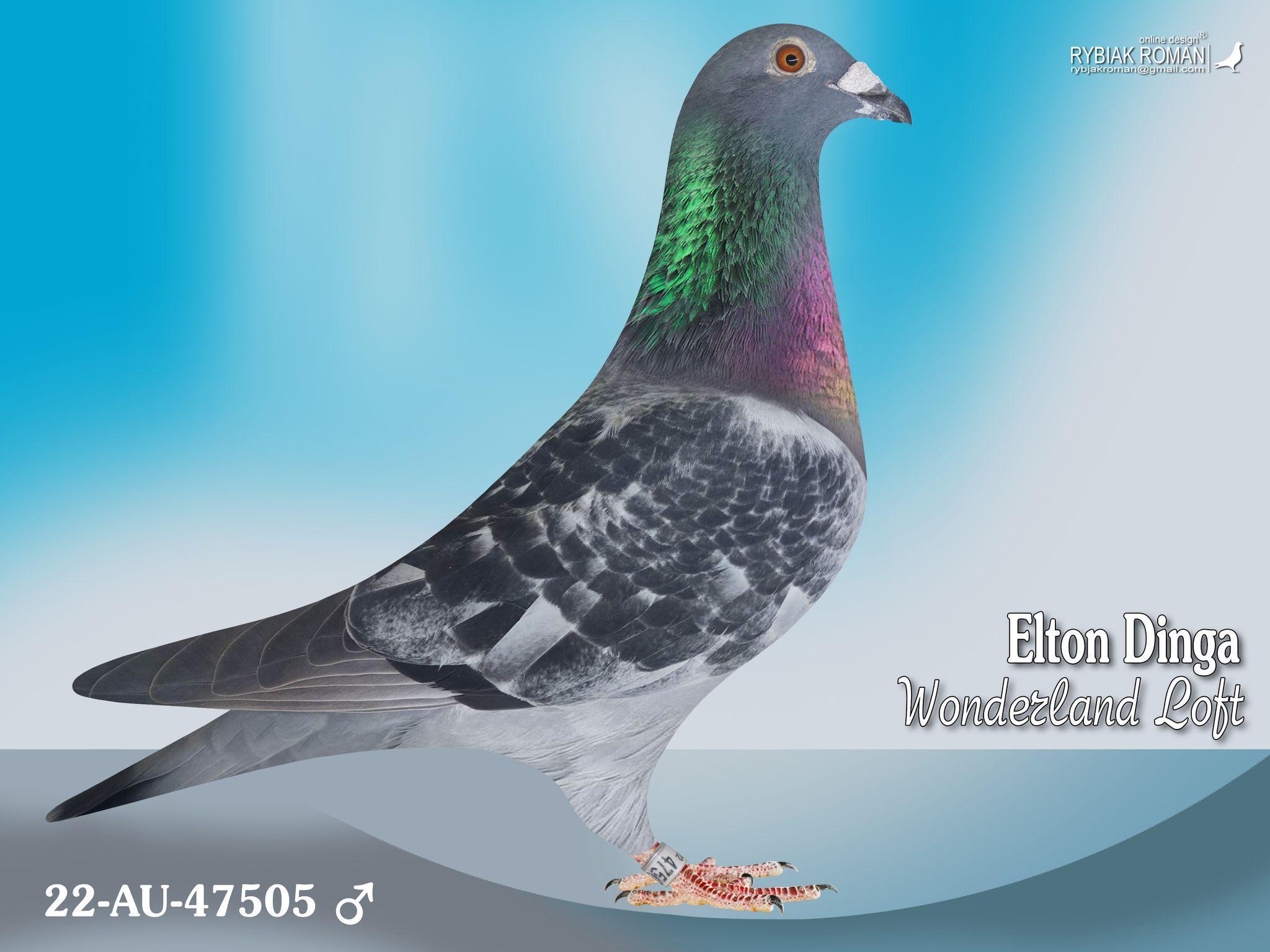 47505, "INBRED" Black Power X 2 Champion Blue Bucket - 47505 Cock