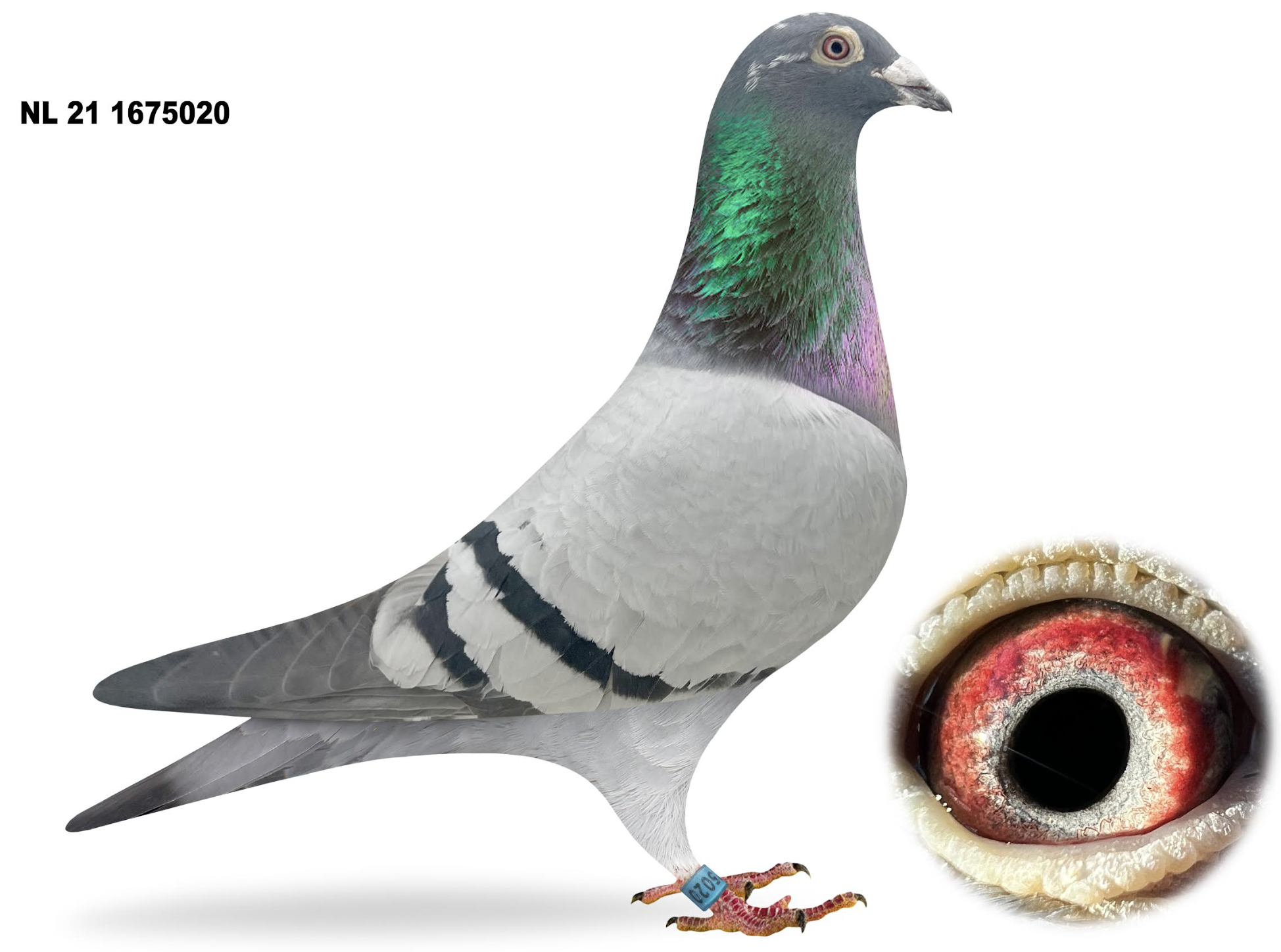 NL 1675020 - Griepel New Kittel!