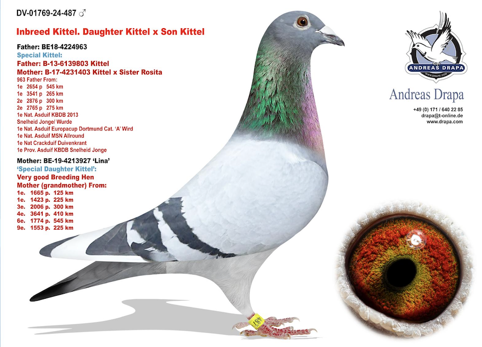 01769 24 487 - DOUBLE KITTEL