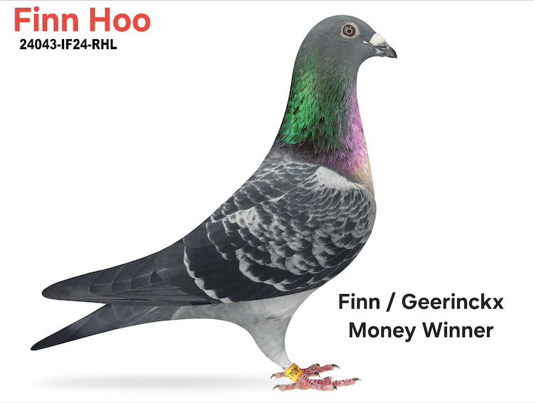 24043-IF24-RHL - Money Winner!