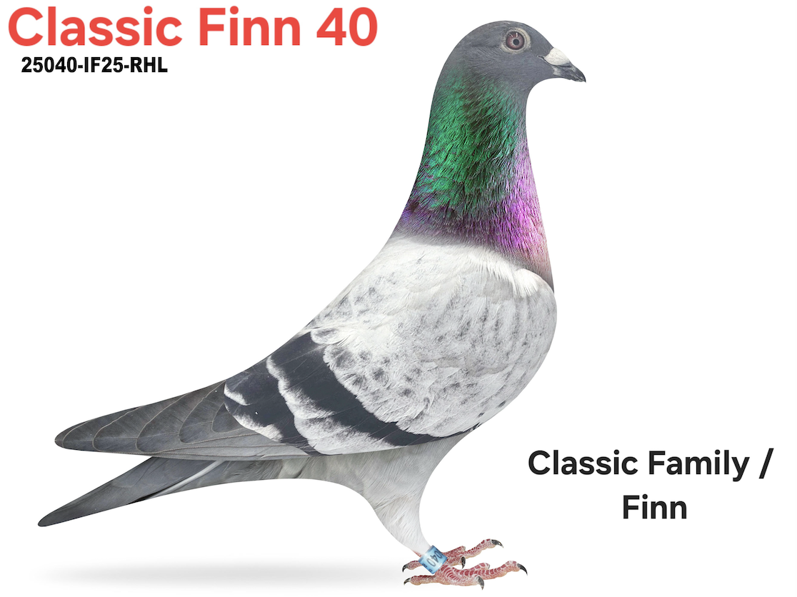 IF25 RHL 25040 - Classic Finn 40