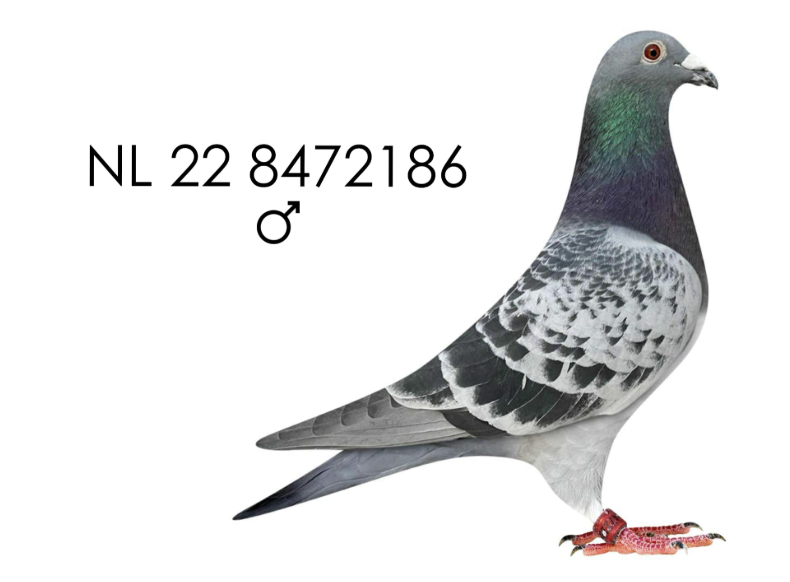 NL 22 8472186 - Child 1st vs 35,038 pigeons
