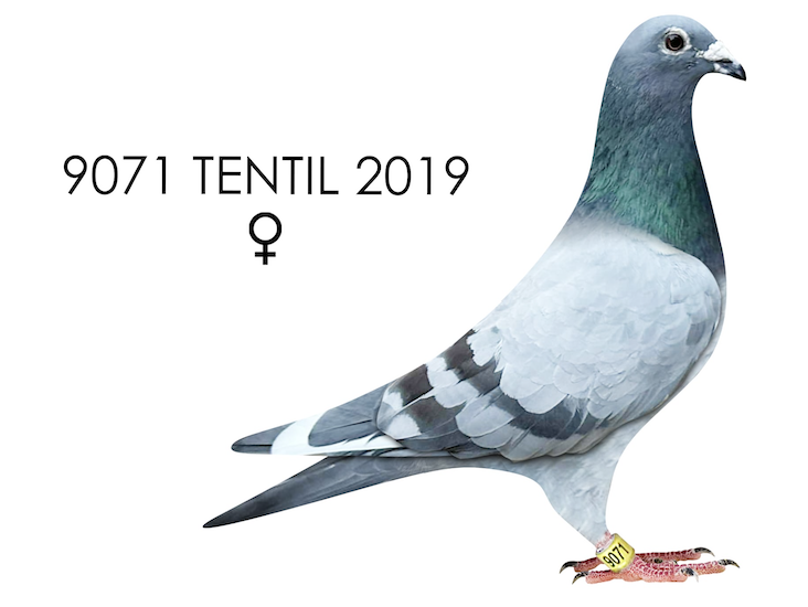 TENTIL 9071 - Dau 287