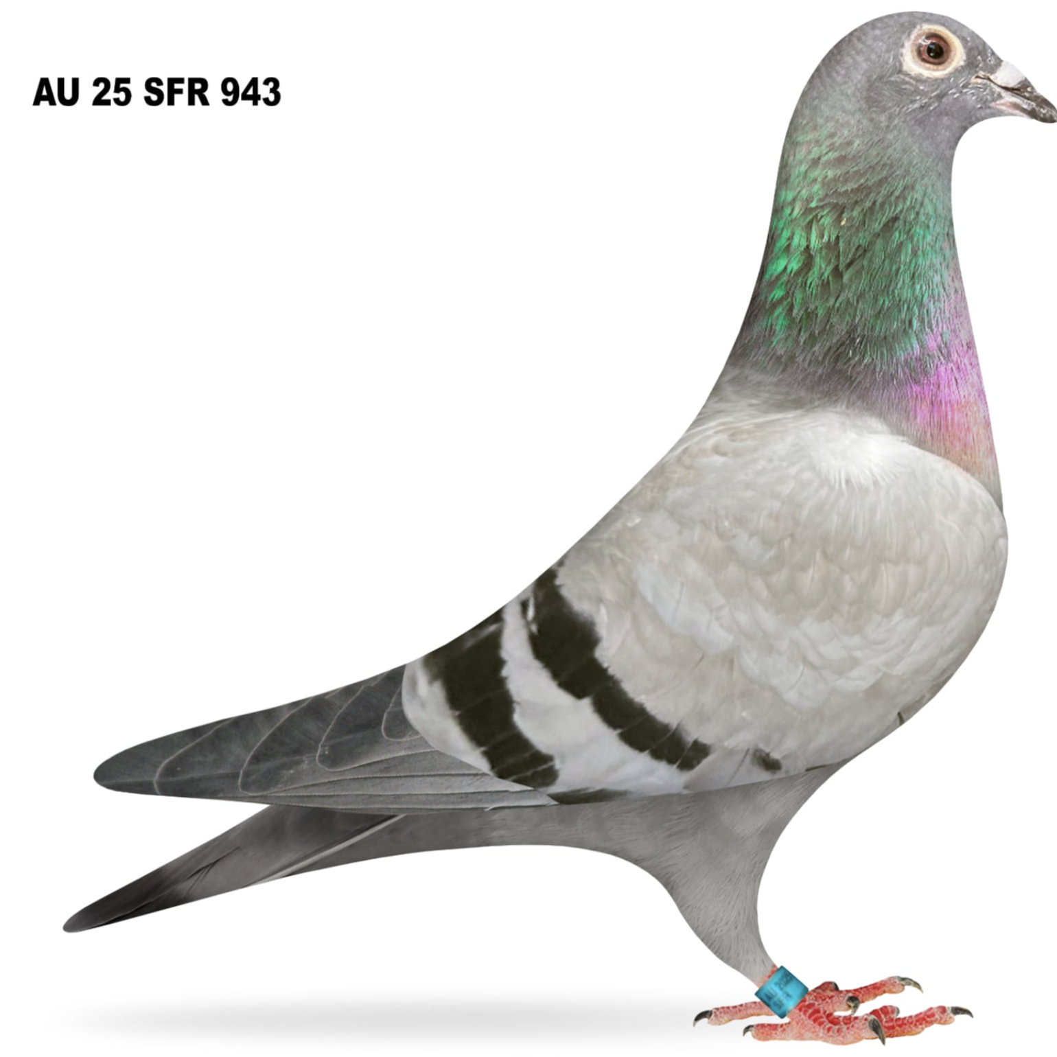 SFR 943 - De Rauw Sablon