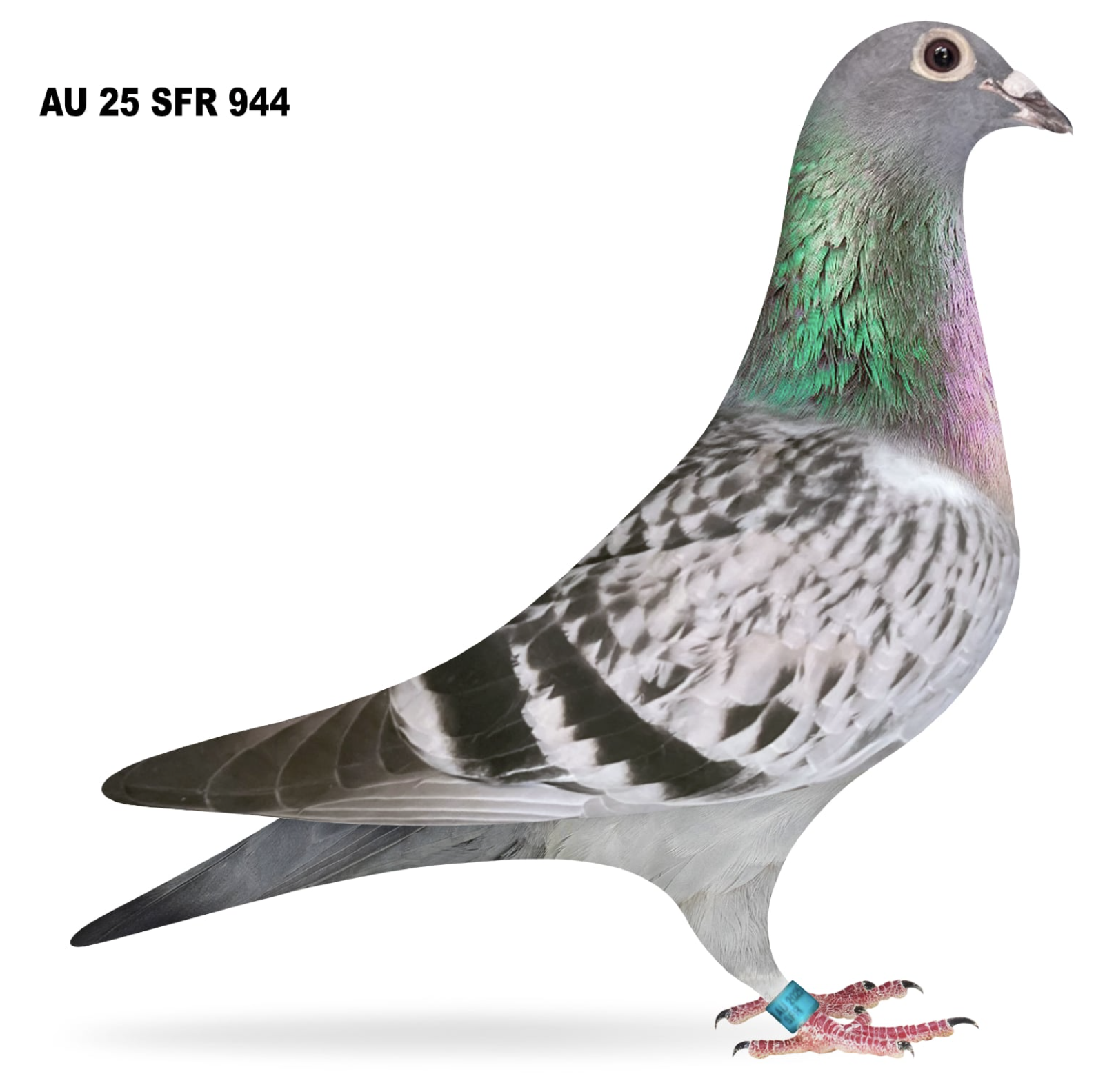 SFR 944 - Bieche Sablon!