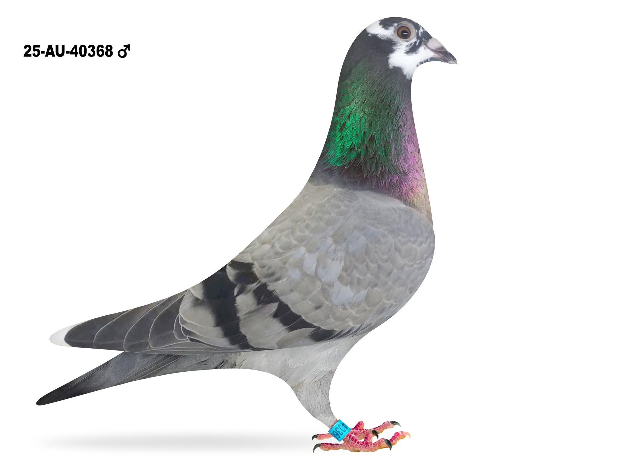 Jelle Roziers Gr.S. Queen L x Daughter Sam - Maris, 40368 Cock