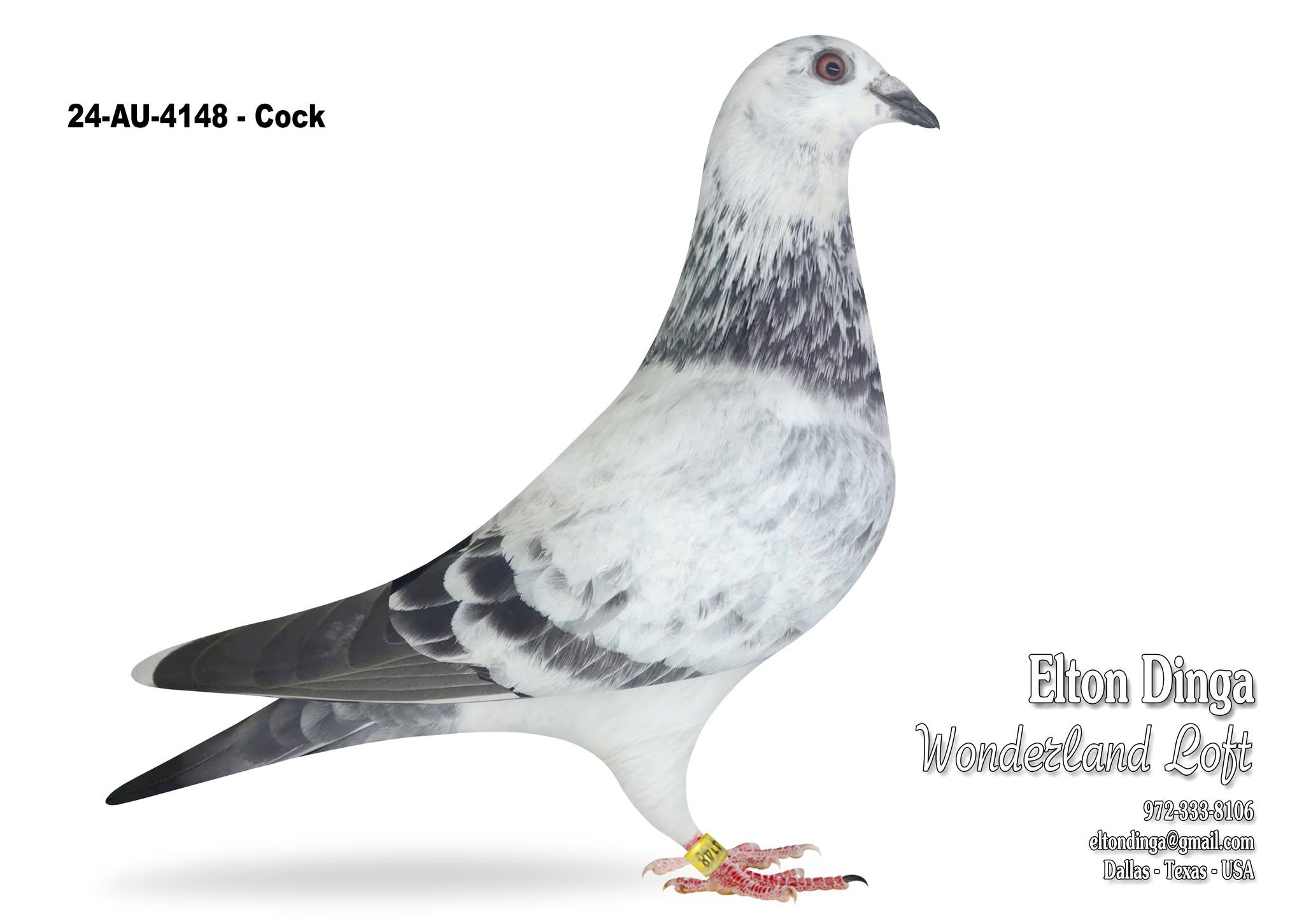 Raced at Florida Pigeon Derby - Hen