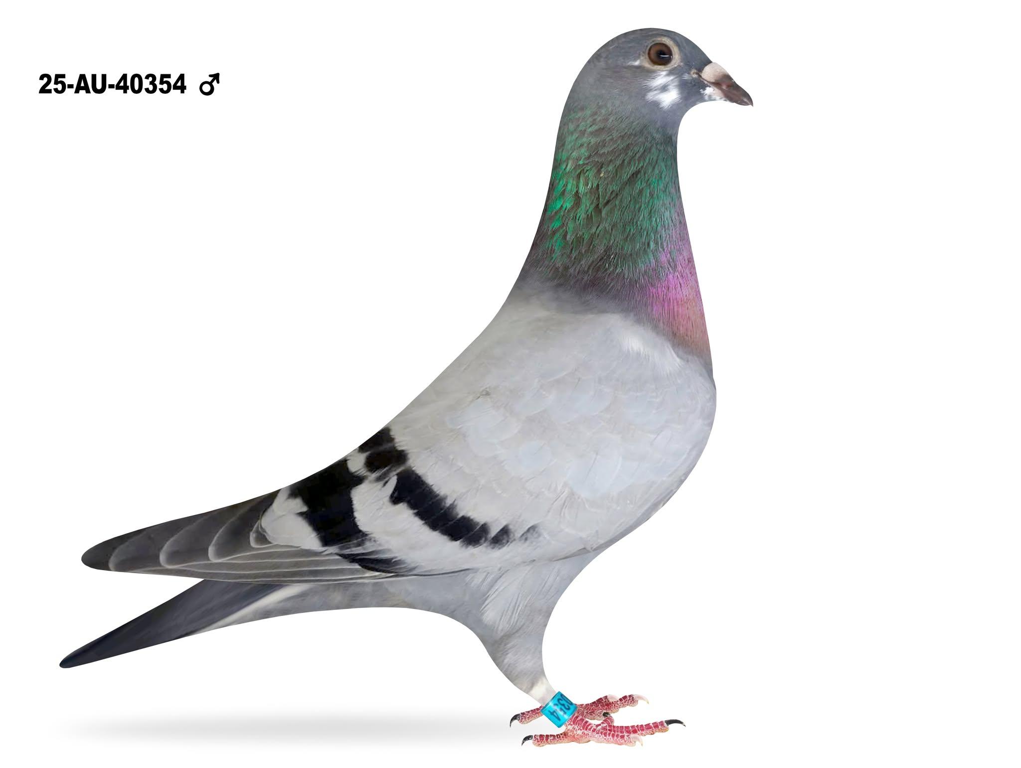 Jelle Roziers Witty Bart x Daughter Sam - Maris, 40354 Cock