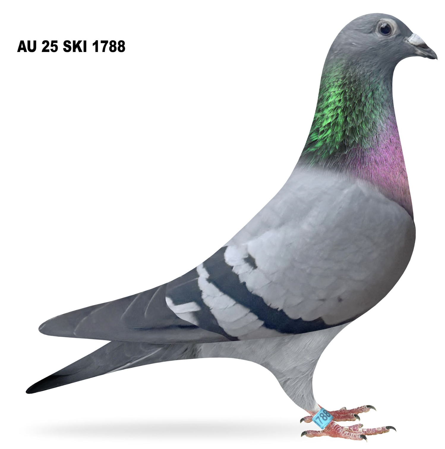 SKI 1788 - Kittel 7th Ace