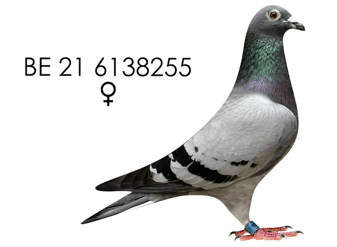 BE 21 6138255 - Vercammen!