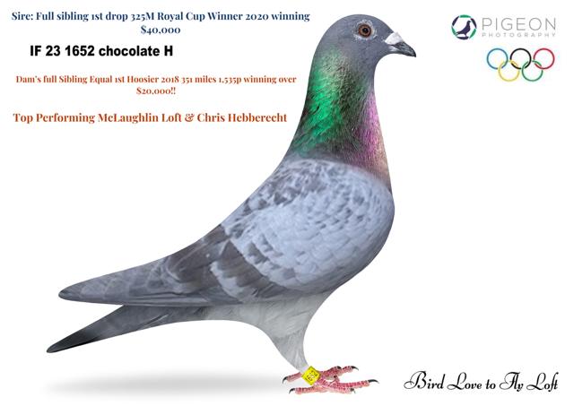 IF 23 SCHOLAR 1652 CHOCOLATE H ~ FULL OF OLR CHAMPIONS!!!