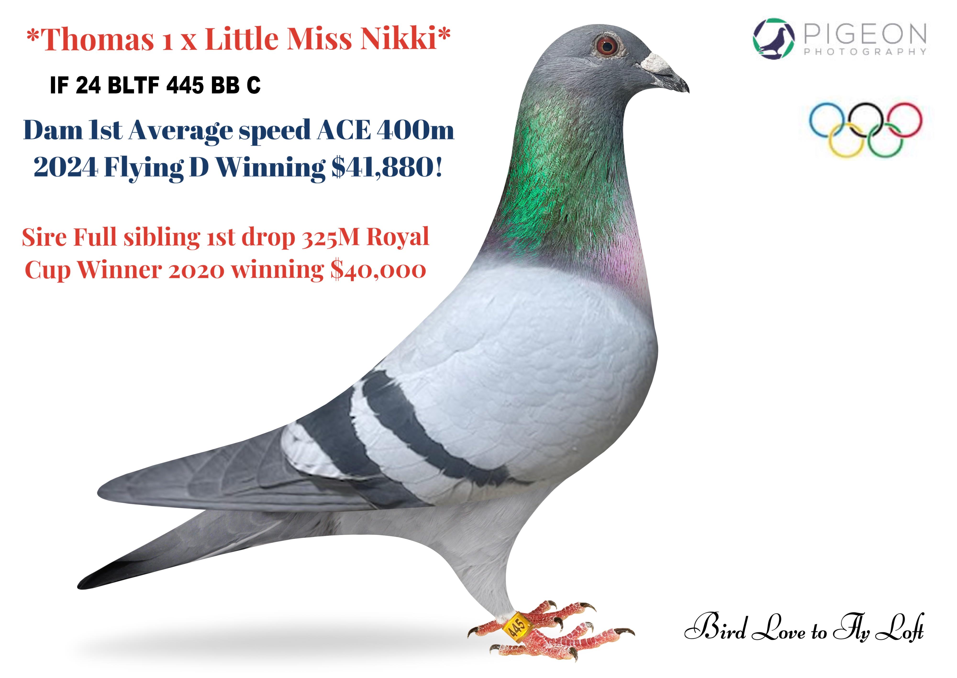 IF 24 BLTF 445 BB C ~ FULL BROTHER TO '24 FLYING D CHAMP!!!