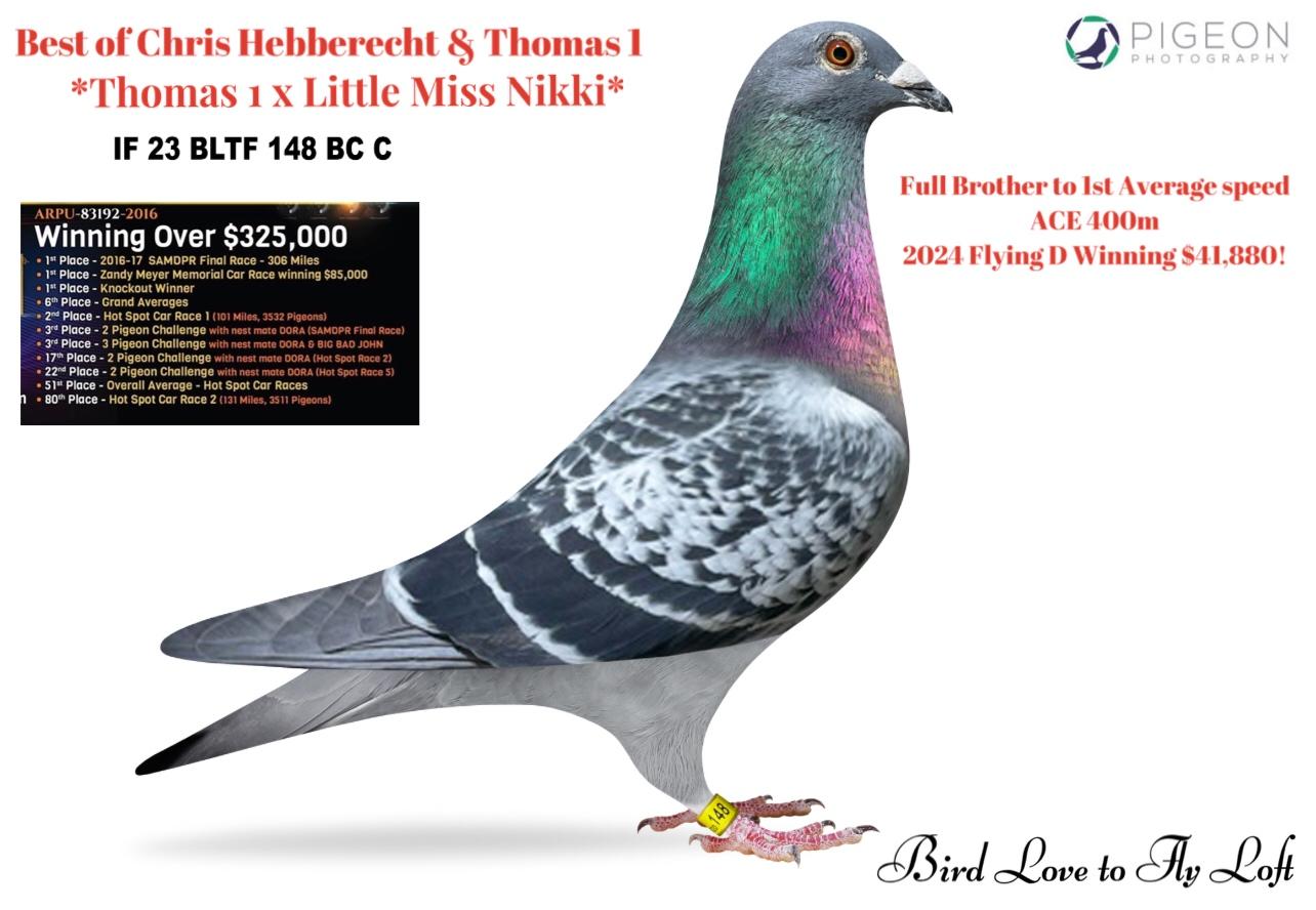 IF 23 BLTF 148 BC C ~ FULL brother to the '24 Flying D Champ winning $41,880!!!