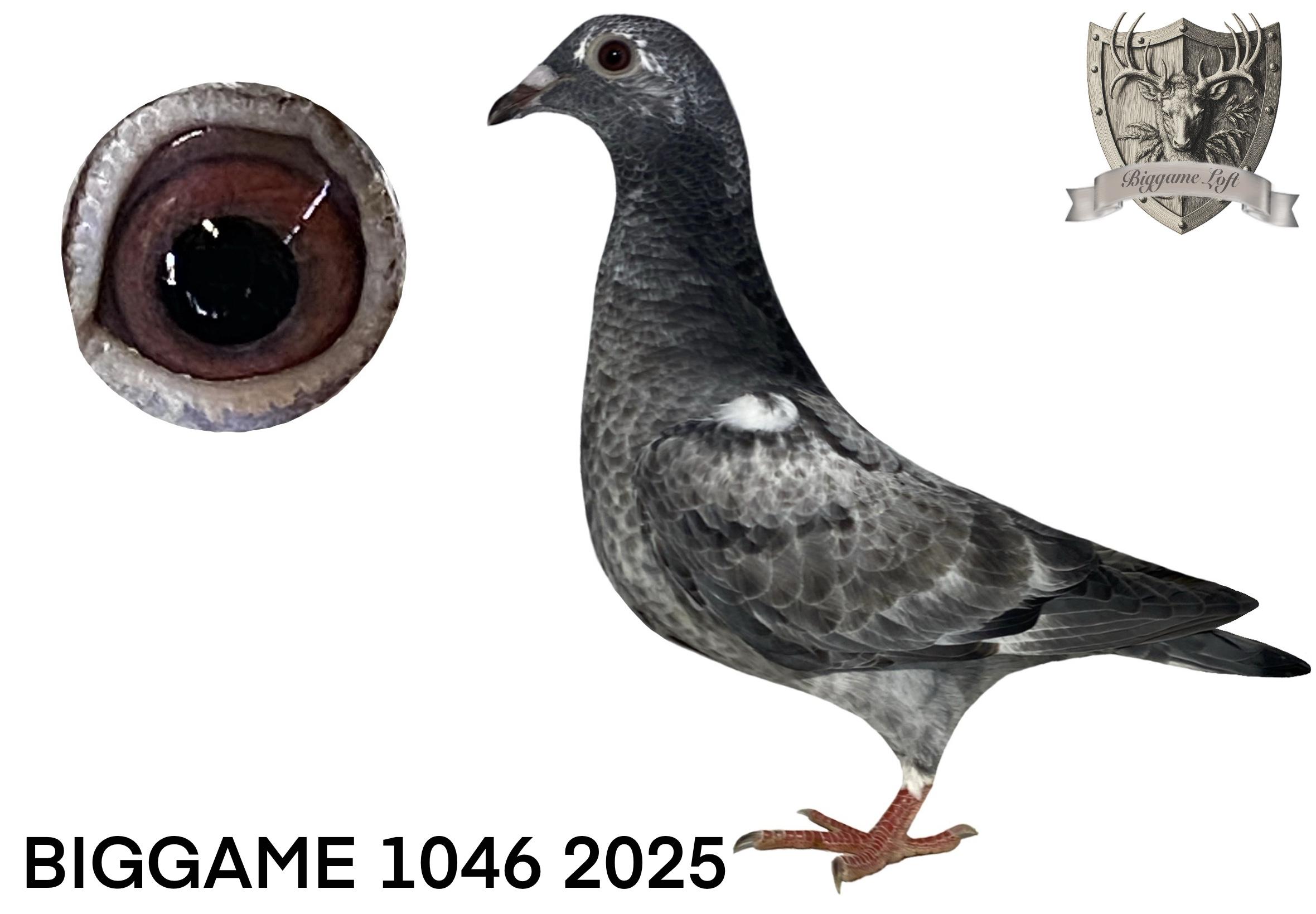 Biggame 1046 2025 grizzle