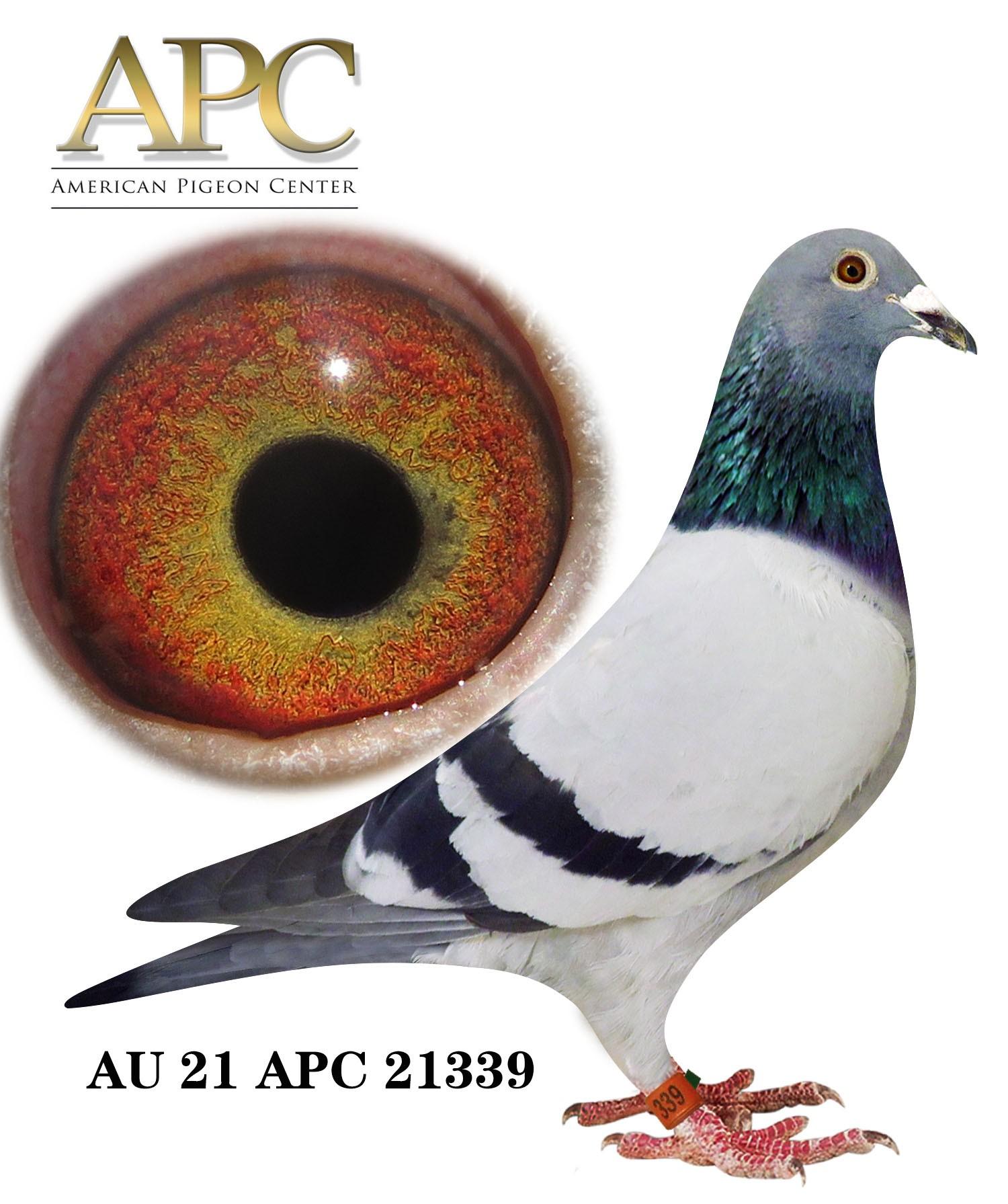 AU 21 APC 21339  Bro 21185 won 17th a. speed 5 races American Average