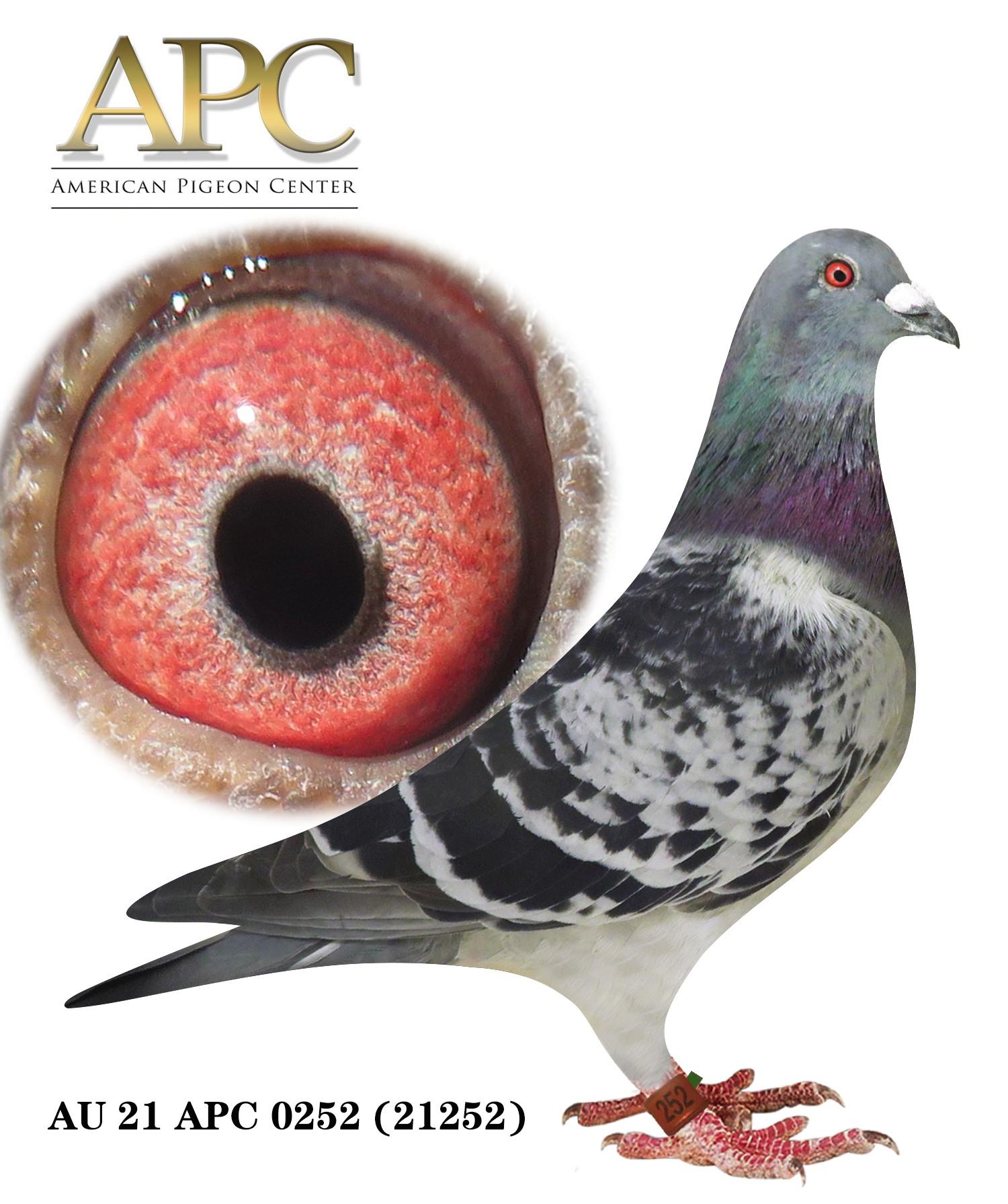 AU 21 APC 21252 Sister 21253 had 1st e. 15th 225m