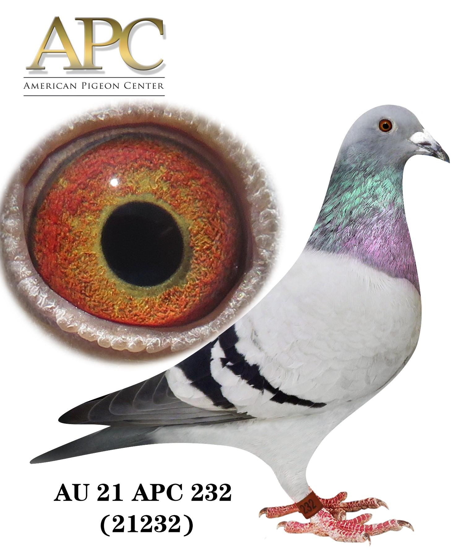 AU 21 APC 21232 Sister 21121 won 14th 406m @777ypm New England Deby,