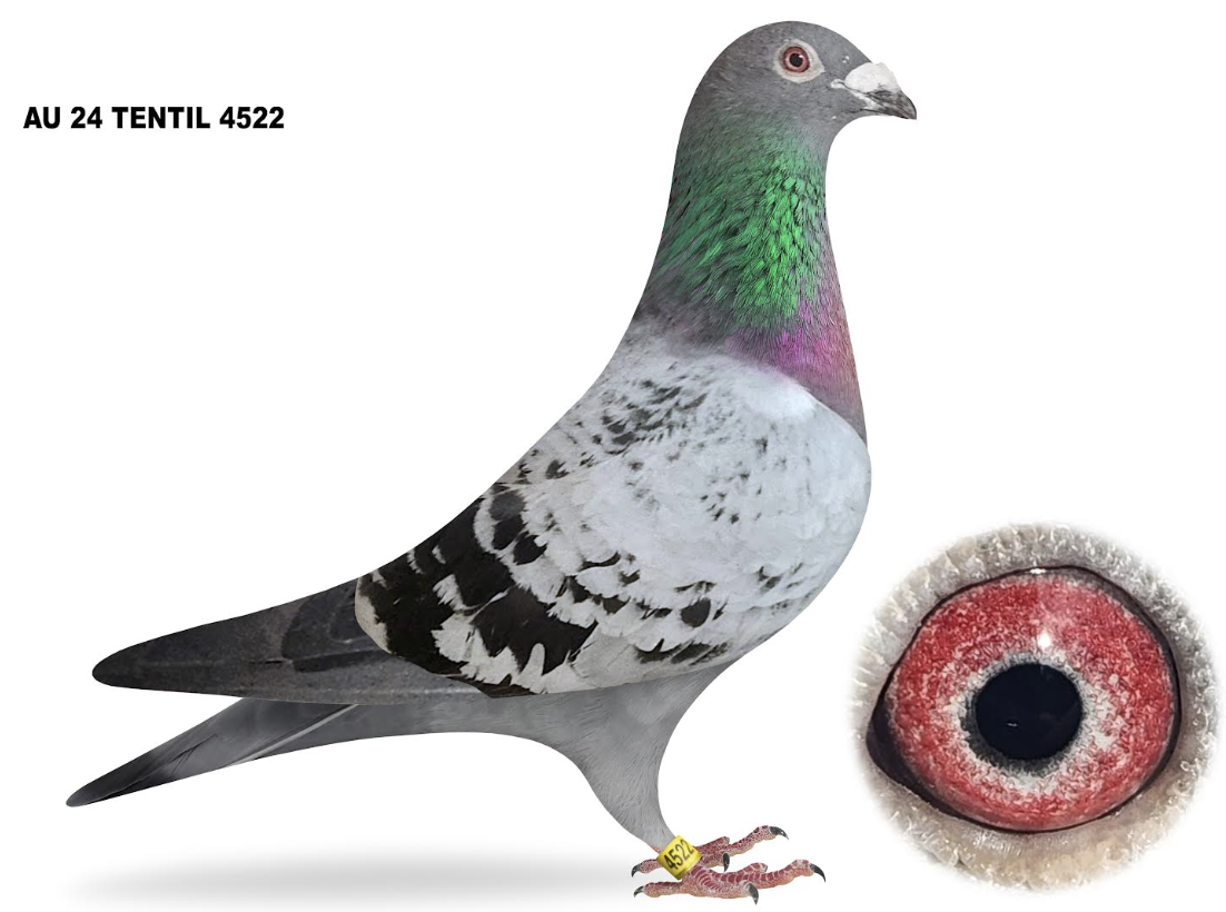 TENTIL 4522 - YOUNG ROSSI