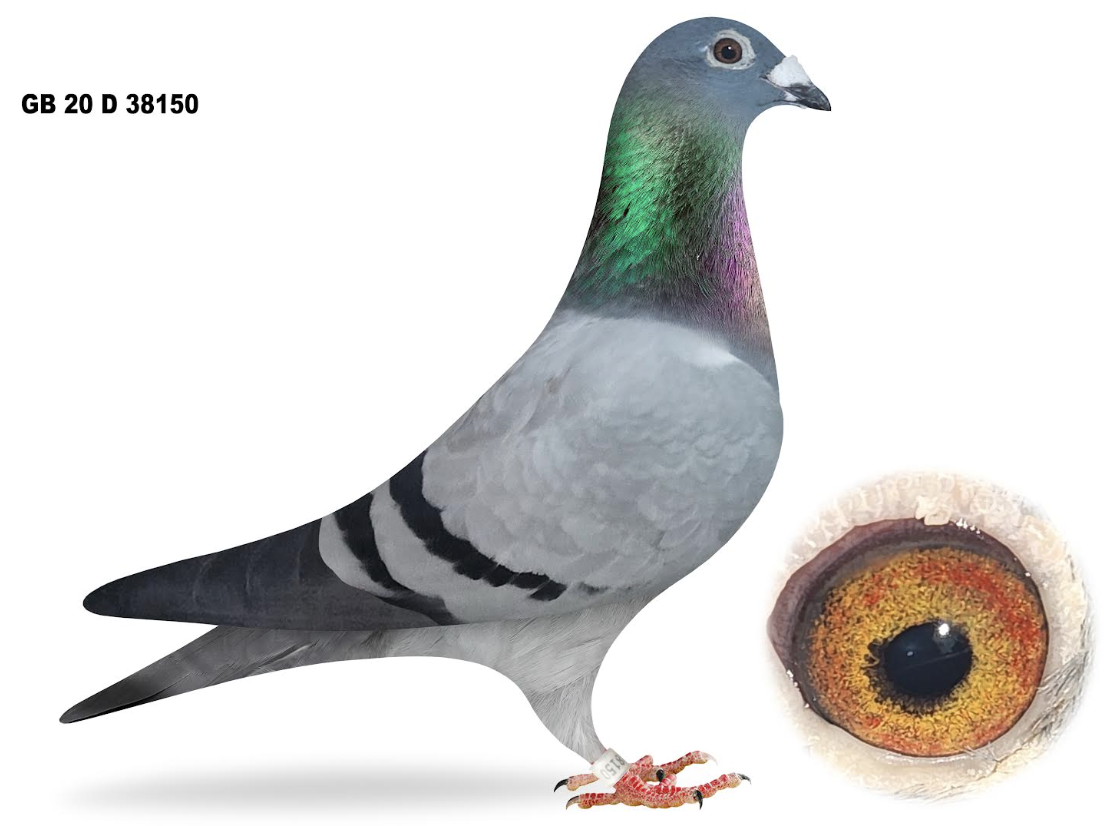 GB 38150 - PITBULL VD BULCK