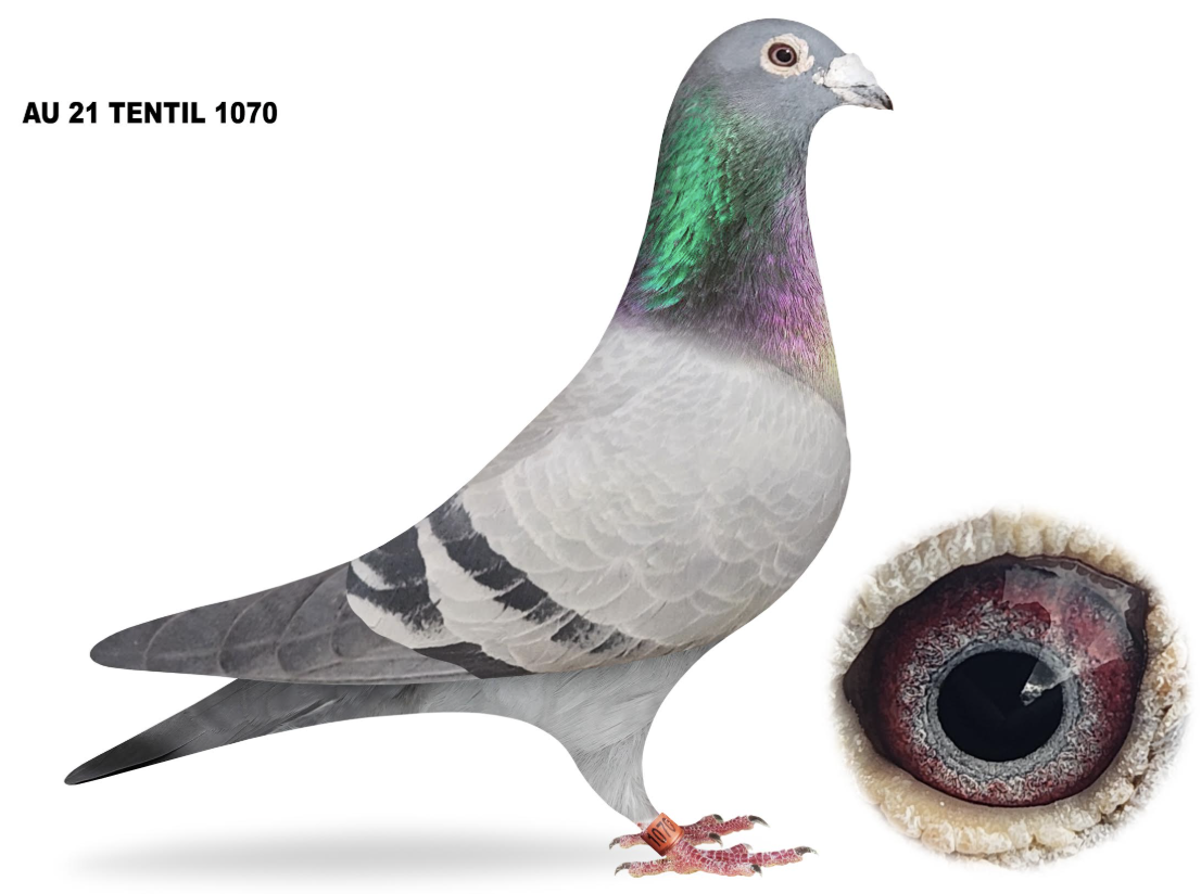 TENTIL 1070 - VEGAS HEN