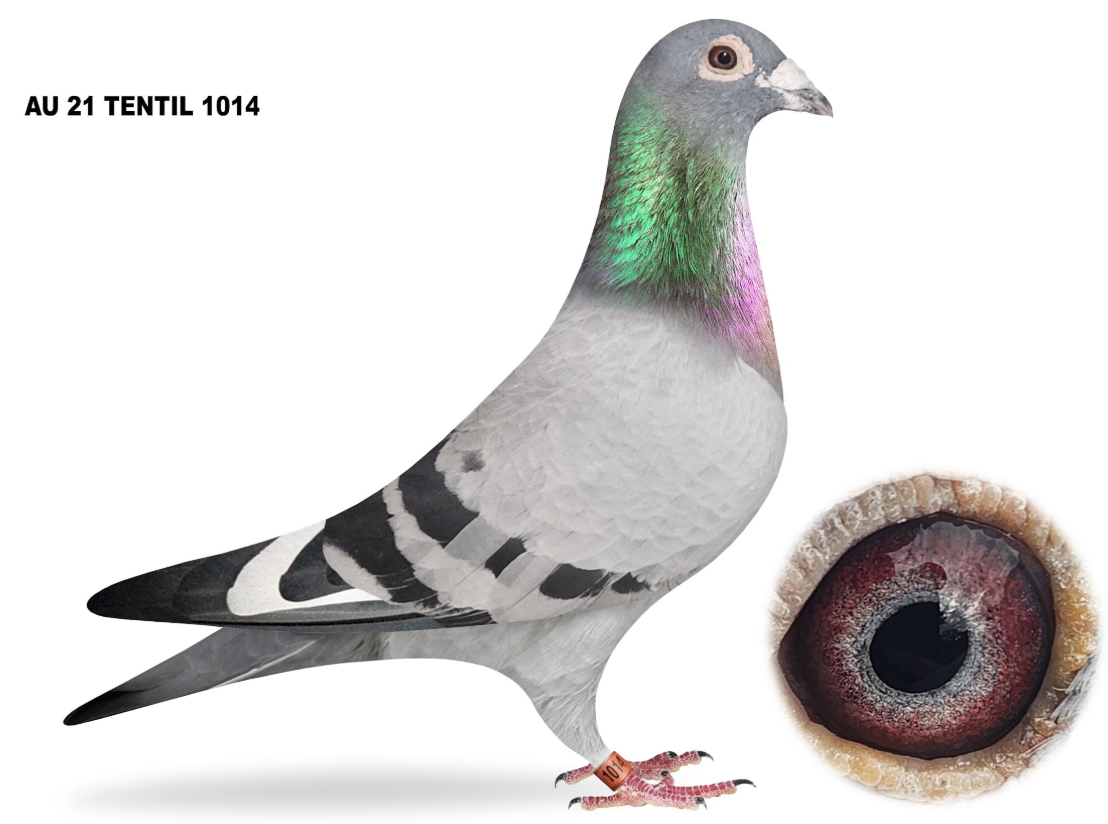 TENTIL 1014 - PROVEN RACER