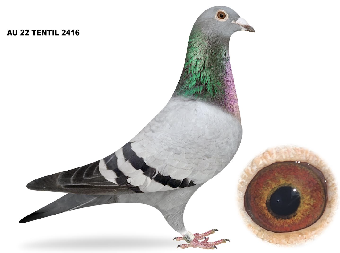 TENTIL 2416 - INBRED 348