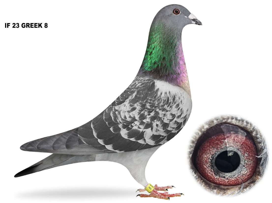 GREEK 8 - SUPER CRACK 37