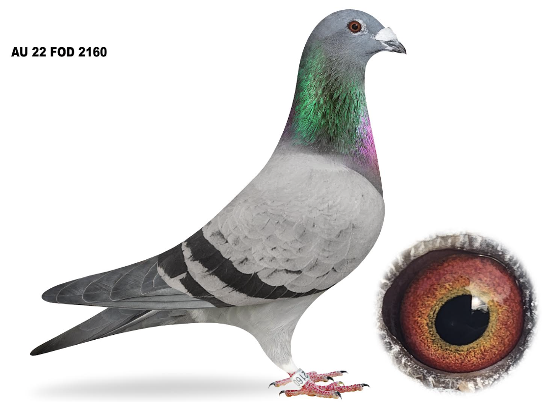 FOD 2160 - TROUBLE BOY AND TEXAS GIRL