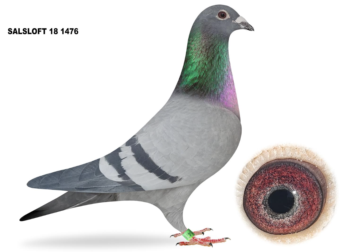 SALS 1476 - KANNIBAAL INBRED