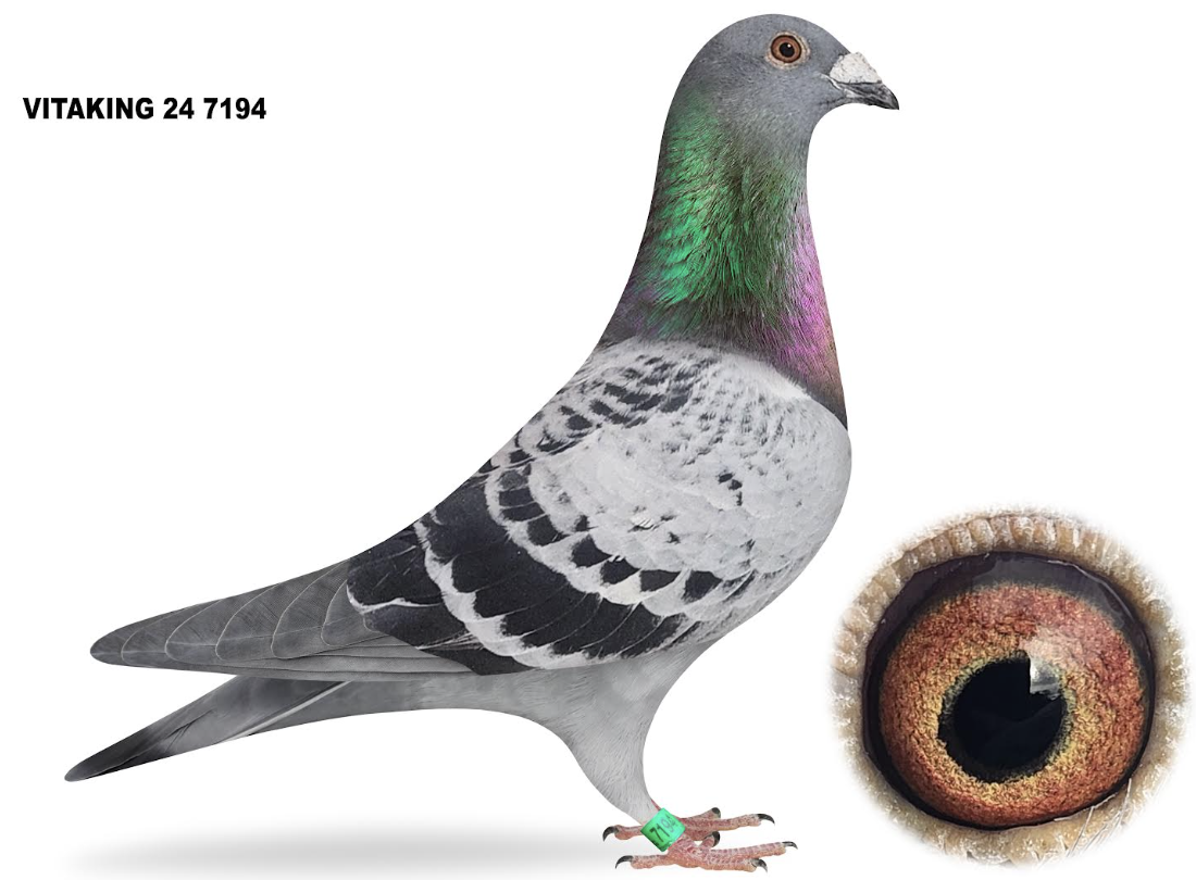 VITAKING 7194 - YOUNG ROSSI PITBULL