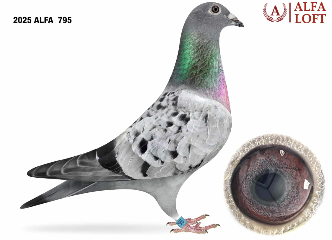 ALFA 795 - Gson Golden Boy