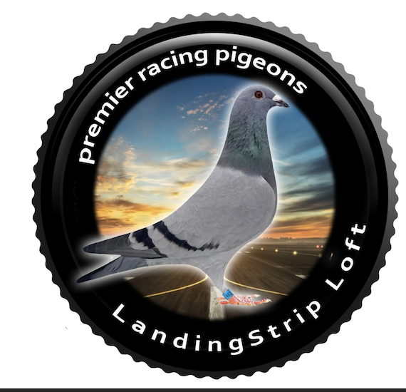 2026 Young Bird from LandingStrip Loft