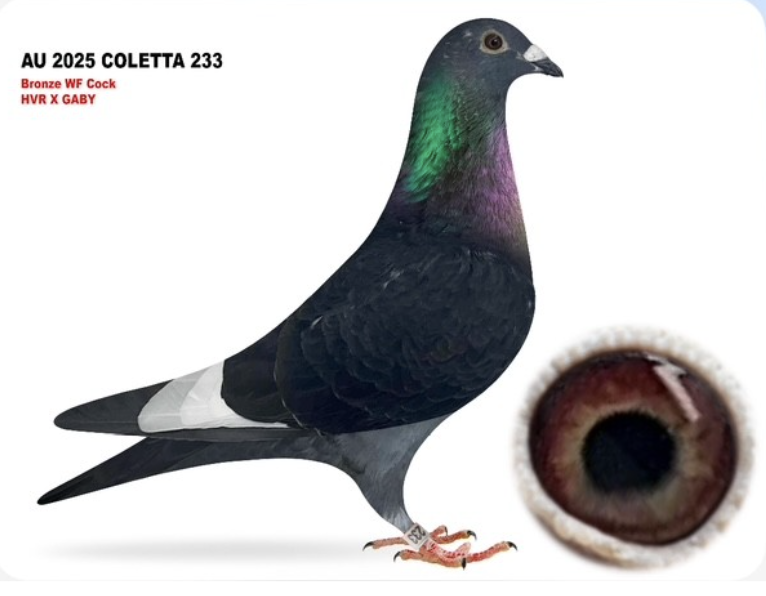 COLETTA 233 - HVR Gaby!