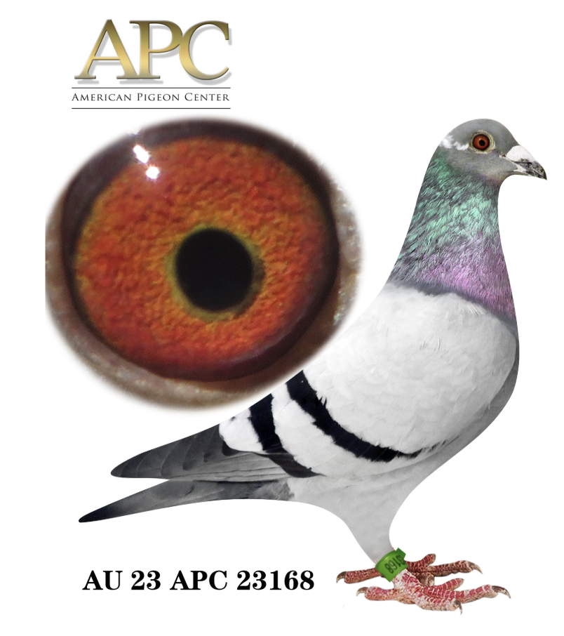 APC 23168 - SUPER PERFORMANCE PIGEONS