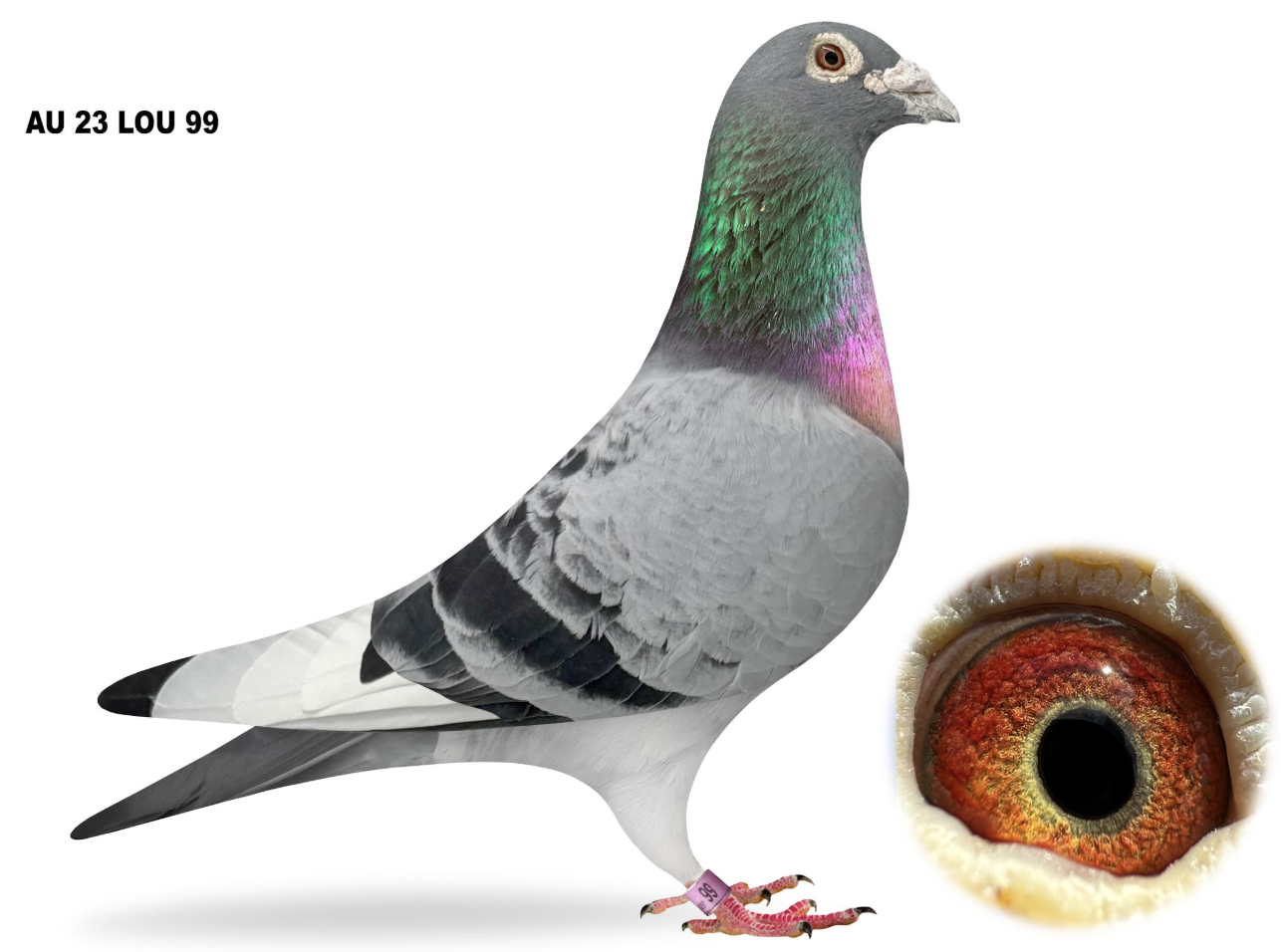 LOU 99 - Top Performance Pigeons