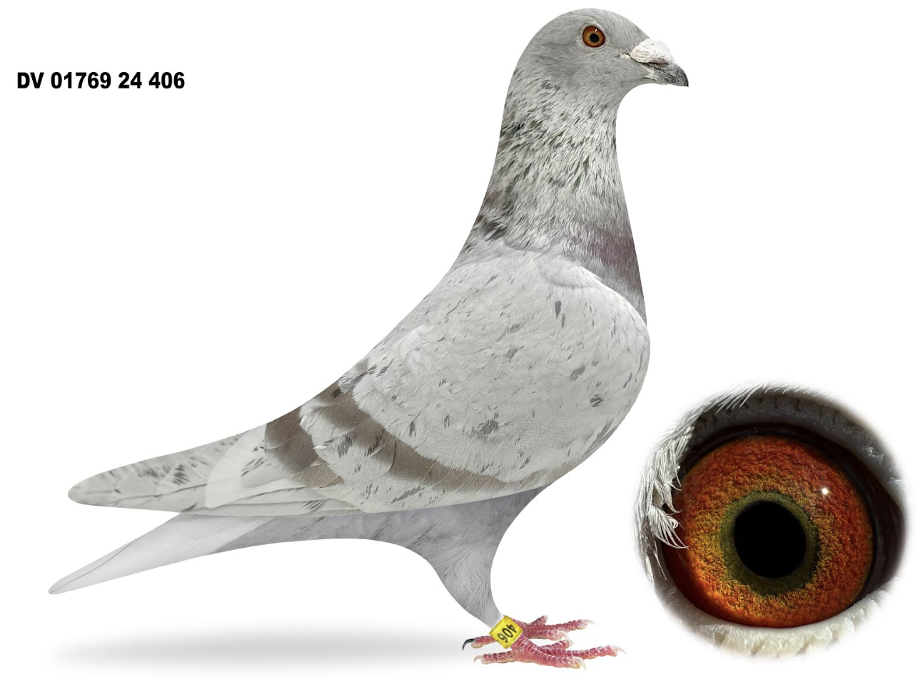 01769 406 - SON SUPER KITTEL 264