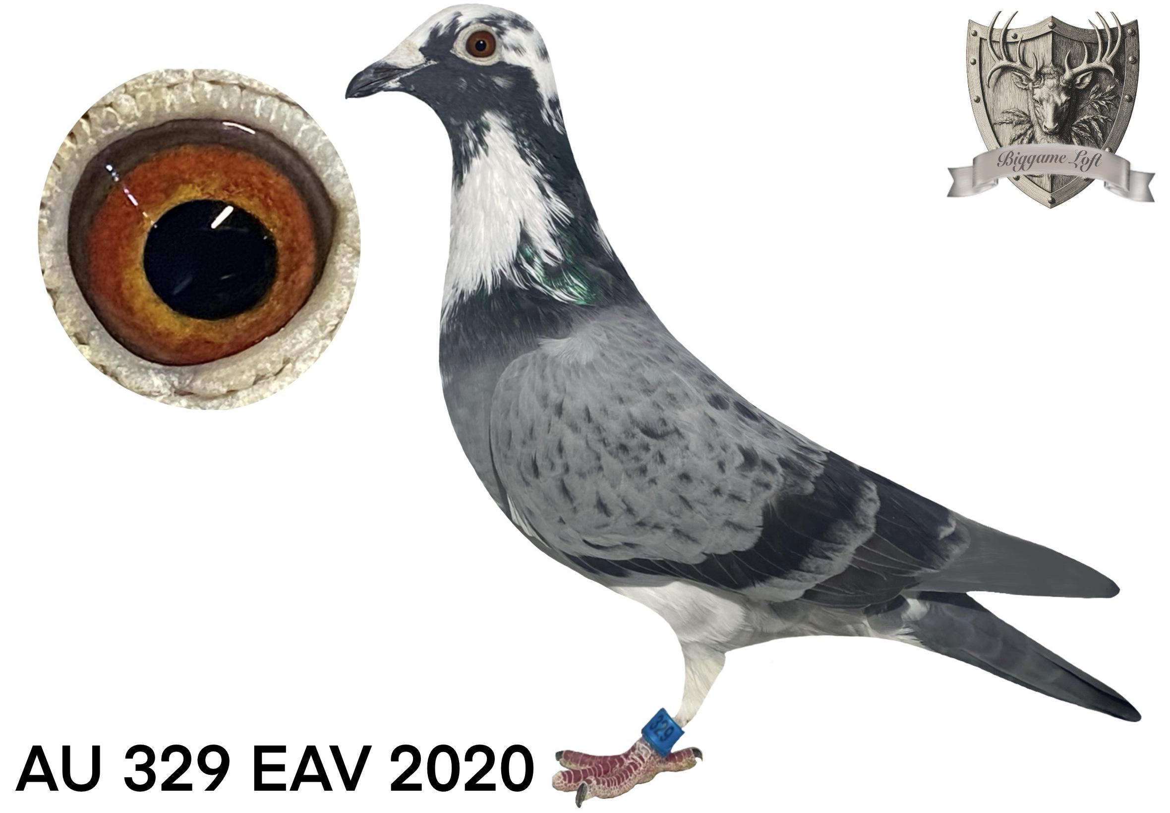 AU 329 EAV 2020 bcsp cock