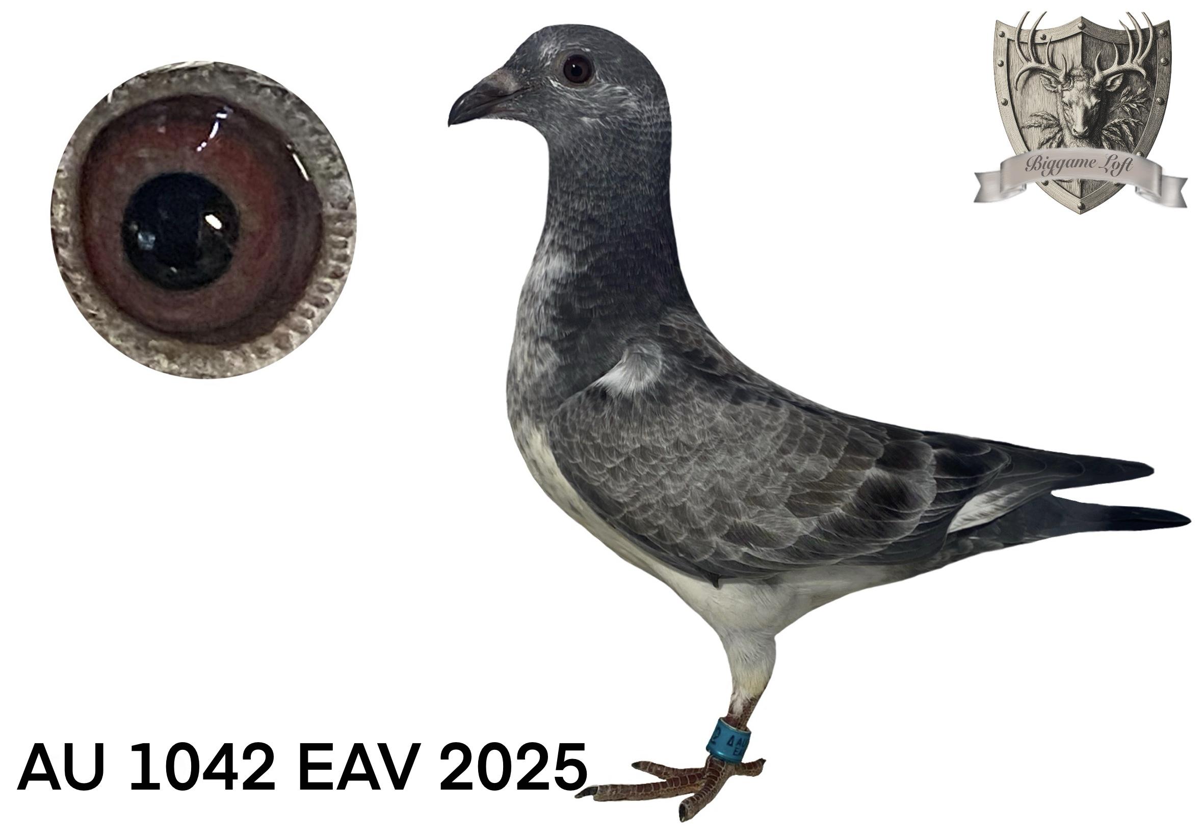 AU 1042 EAV 2025 Griz