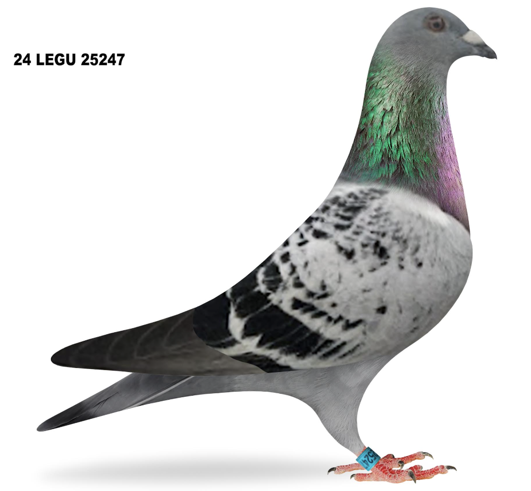 Lot 1: LEGU 25247 - Ledet/Guertz