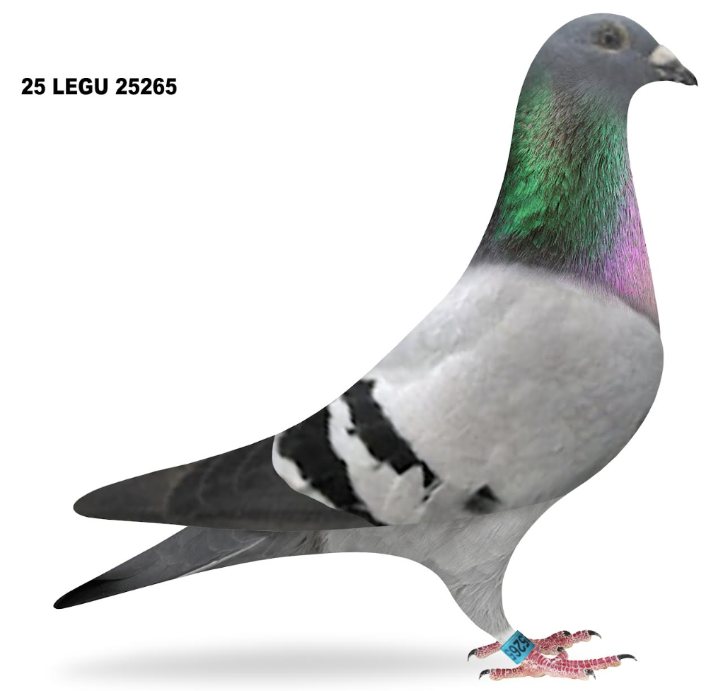 Lot 2: LEGU 25265 - Ledet/Guertz