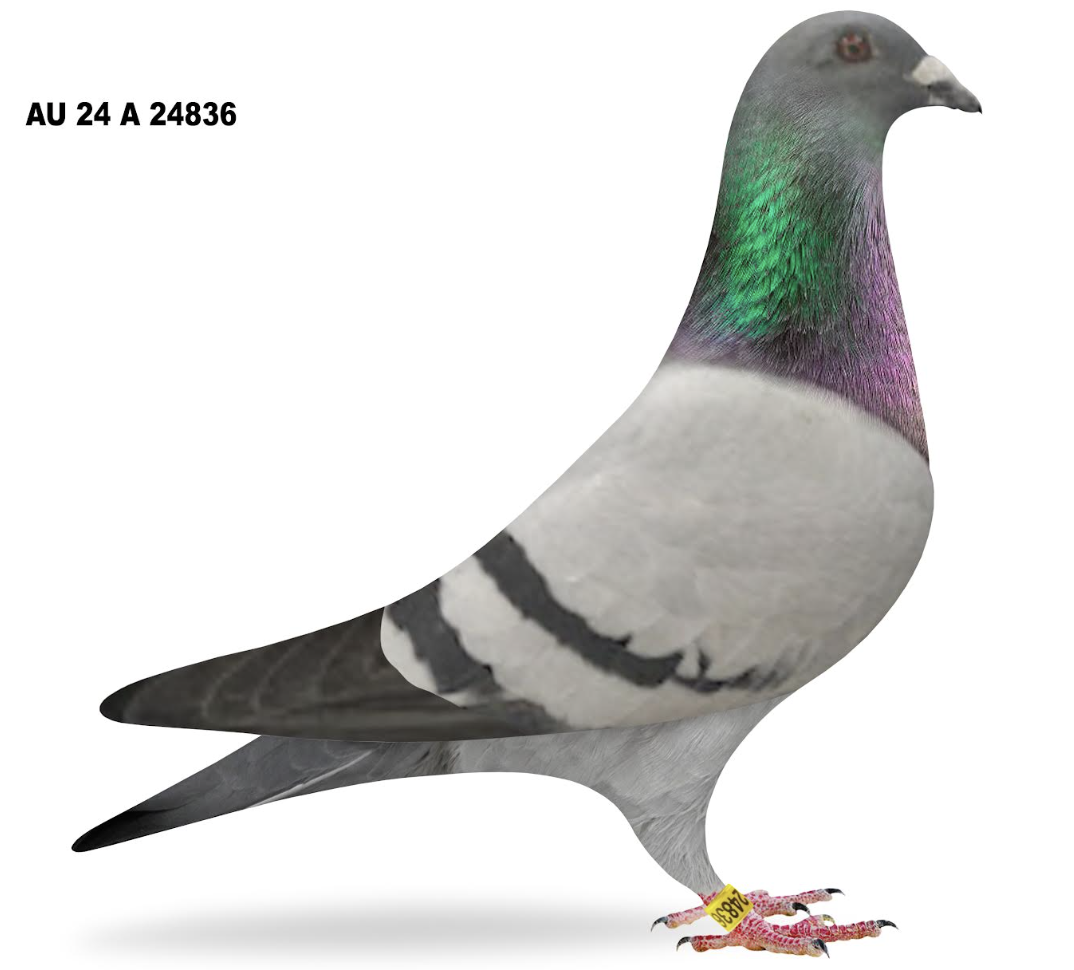 Lot 3: A 24836 - Ed Minneville