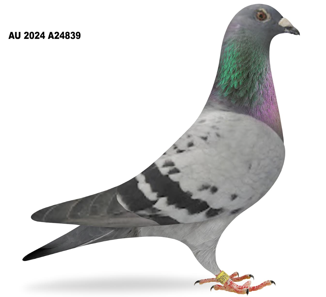 Lot 4: A 24839 - Ed Minneville