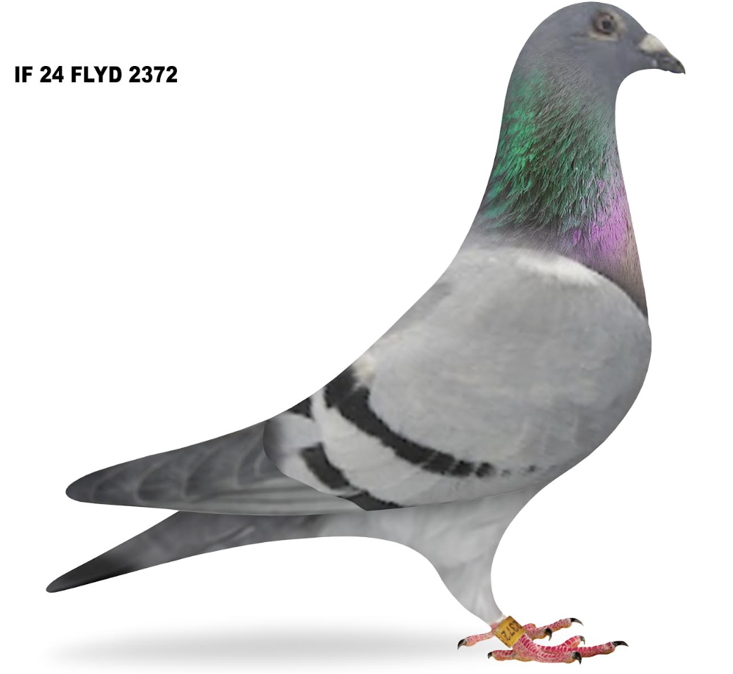 Lot 6: FLYD 2372 - Flying D