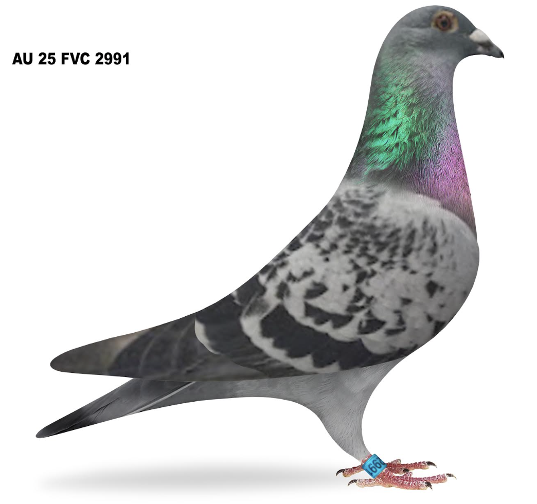 Lot 7: FVC 2991 - Carl Loizzi